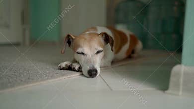 Adorable relaxed dog Jack Russell terrier lying on the rug on the floor