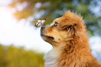 Butterfly on the nose of a red dog