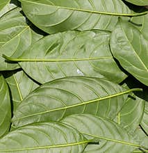 Green leaves pattern background, nature background and wallpaper