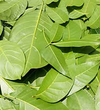 Green leaves pattern background, nature background and wallpaper
