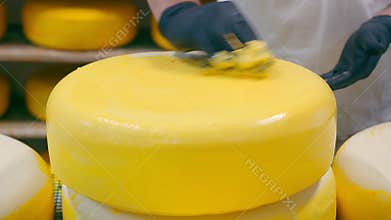 Cheese production. The worker covers the cheese with wax. Cheese factory
