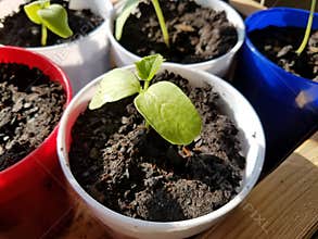 Seedlings in a container