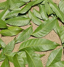 Beautiful green leaves on the jute  fabric background.
