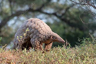 Indian Pangolin or Anteater Manis crassicaudata one of the most trafficked wildlife species