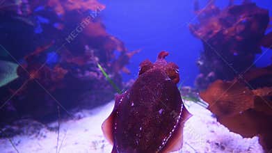 Cuttlefish Sepiida swim underwater in the Indian Ocean