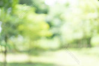 Abstract blur green color for background, blurred and park focused effect spring concept for design