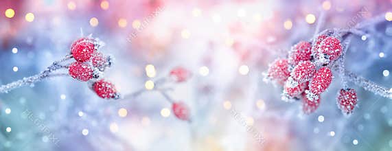 Nature landscape or scene. Winter background with frozen plants, red berries in snow