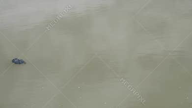 Rotting cellulose floats on the water surface in tank.