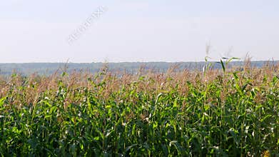 Rural scene on country farm. Slowly panning.