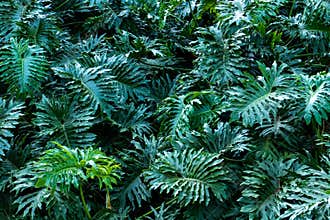 Native plants found in the Atlantic Forest Biome.