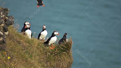 Portrait of family of puffin walking on the grass high above sea level. Puffin flying over the heads of other birds