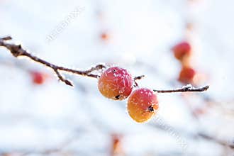 Paradise apple tree branch with small dry fruits close up in winter garden. Background in frost needles. Morning frost.