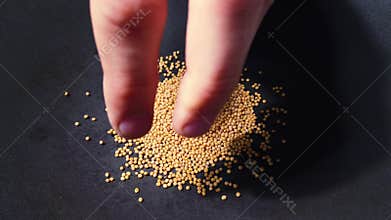 Close up of human hand putting grains of mustard seed into dark grey cast iron pan for roasting spices