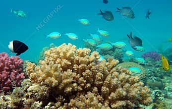 Chromis viridis