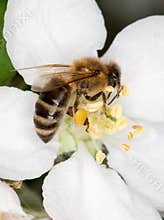Bee on white flower