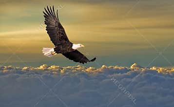 Bald eagle flying above the clouds