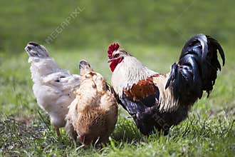 Chicken and outdoors.