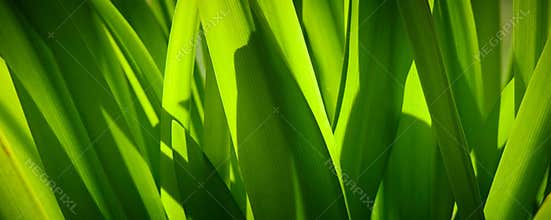 Panoramic Green Nature Spring Summer Background