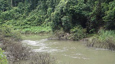 River within the rainforest.