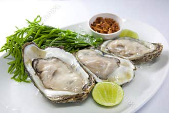 Fresh Oyster