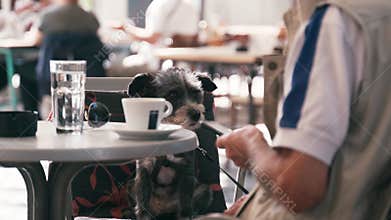 A small cute dog sits on a chair in a cafe