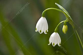 Summer Snowflakes (aka spring snowflakes)