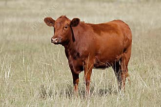 Red angus