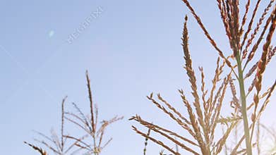 Corn maize agriculture nature field. Movement from top to bottom.