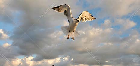 A single seagull in flight over the beach in Wildwood Crest New Jersey