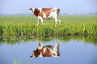 Cow on the field