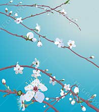 Beautiful blossom flowers