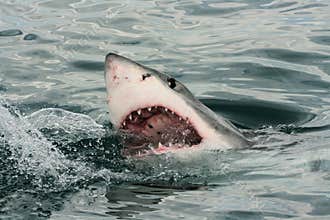 Great White Shark - Carcharodon Carcharias