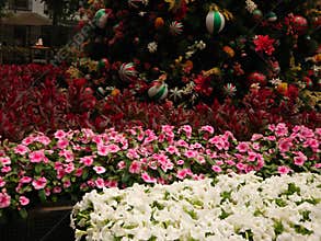 Sydney summer Christmas flower exhibition