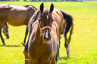 The horses running on the paddock.