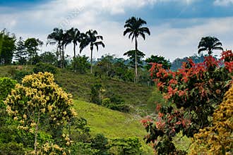 Mashpi Ecological Reserve, Ecuador, Highlands,