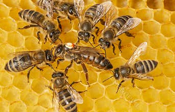 The queen apis mellifera marked with dot and bee workers around her