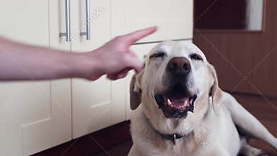 Hand of pet owner nudge his playful dog