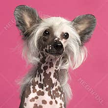 Close-up of Chinese Crested Dog in front of pink