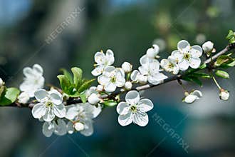 Spring