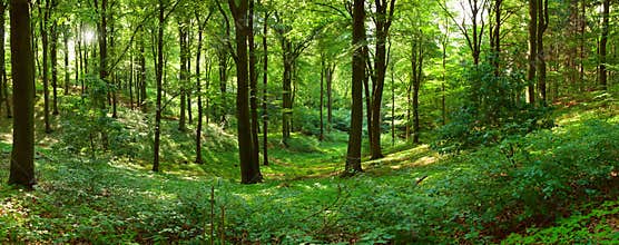 Green forest panorama