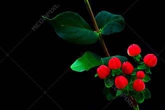 Colorful hypericum red berries or st johns wort berries on soft blurry background