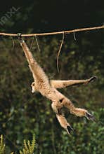 White-Handed Gibbon, hylobates lar, Adult Hanging from Liana