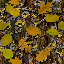 Natural Camouflage