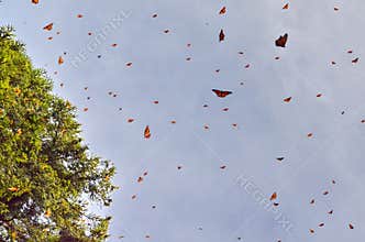 Monarch Butterflies in flight at El Rosario Monarch Butterfly Preserve