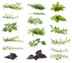 Fresh herbs
