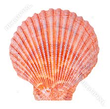 Sea shell