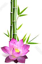 Bamboo and lotus flower