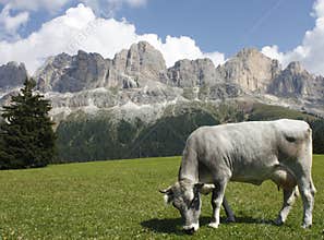 Dolomites: Rosengarten Group