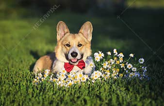 Beautiful portrait of red Corgi dog puppy in bright butterfly sitting on bright grass with bouquet of white daisies flowers in