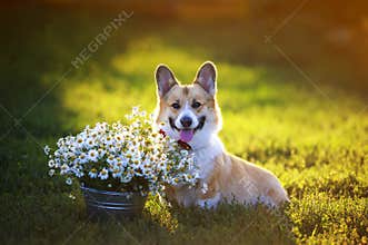 Beautiful portrait of a ginger puppy dog Corgi red butterfly is sitting on bright green grass Sunny summer afternoon with a